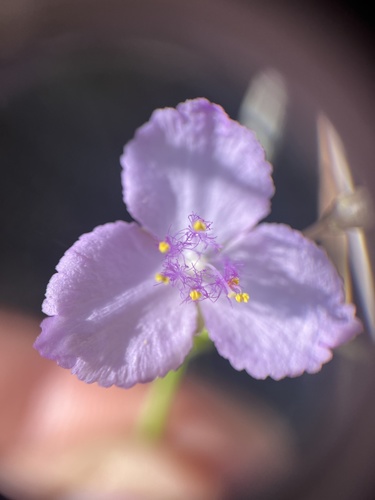Callisia ornata, photograph 1