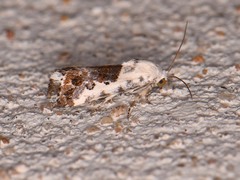 Ponometia phecolisca