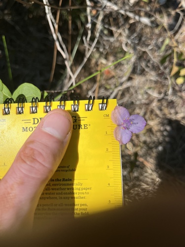 Callisia ornata, photograph 3