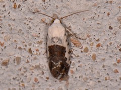 Ponometia phecolisca