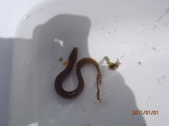 Pholis gunnellus