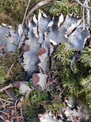 Peltigera elisabethae