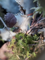 Peltigera elisabethae