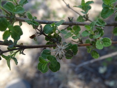 Brickellia veronicifolia