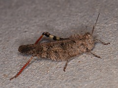 Spharagemon cristatum