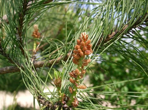 Japanese red pine