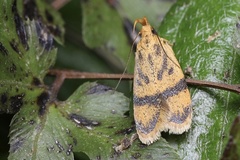 Heteroteucha anthodora