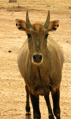 Boselaphus tragocamelus