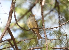 Empidonax affinis