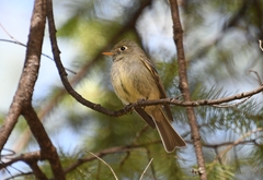 Empidonax affinis