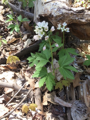 Image of Cardamine maxima by no rights reserved