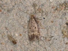 Neodactylota liguritrix