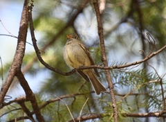 Empidonax affinis