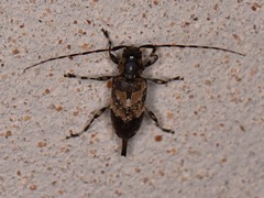 Graphisurus triangulifer