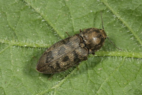 chequered click beetle, photo 2 of 10