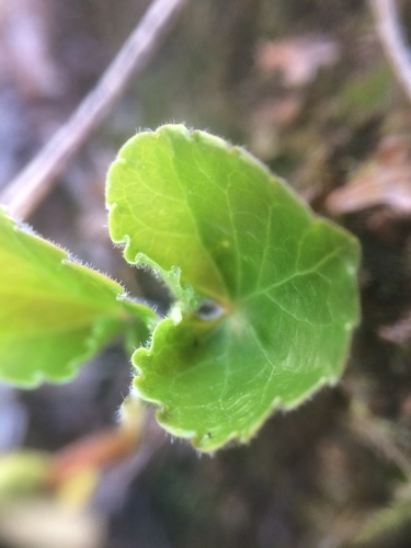 Image of Viola incognita by no rights reserved