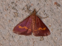 Pyrausta pseuderosnealis