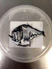 Argyropelecus aculeatus