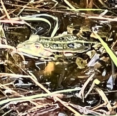 Pelophylax lessonae