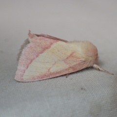 Hyparpax aurora