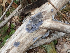 Trametes versicolor image
