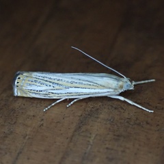 Crambus multilinellus