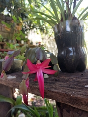 Schlumbergera buckleyi