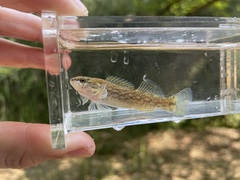 Etheostoma artesiae