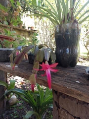 Schlumbergera buckleyi