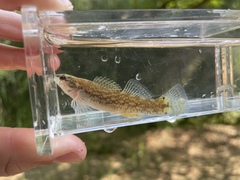Etheostoma artesiae