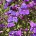 Showy Penstemon - Photo (c) mickeyb, some rights reserved (CC BY-NC)