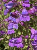 Showy Penstemon - Photo (c) mickeyb, some rights reserved (CC BY-NC)