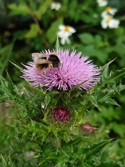 Bombus eximius