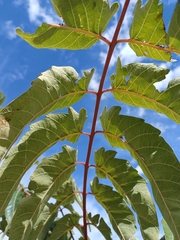 Ailanthus altissima