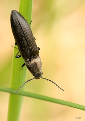 Cidnopus aeruginosus