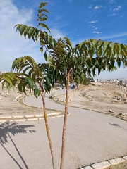 Ailanthus altissima