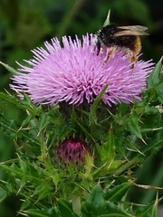Bombus eximius
