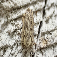 Spinitibia hodgesi