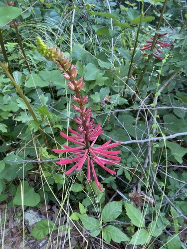 Erythrina herbacea