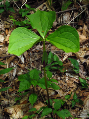 Trillium vaseyi