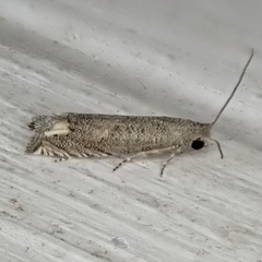 Epiblema minutana