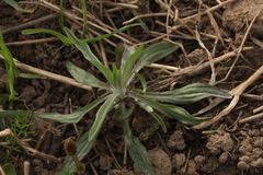 Centaurea cyanus