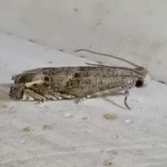 Epiblema minutana