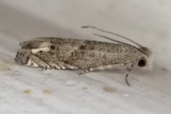 Epiblema minutana