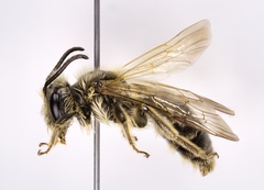 Andrena hilaris