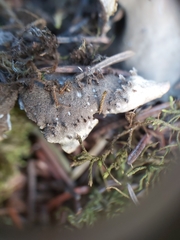 Peltigera elisabethae