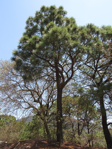 Image of Pinus teocote by (c) Oscar Alejandro Morales Juárez, some rights reserved (CC BY-SA)