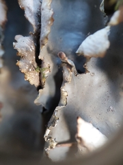 Peltigera elisabethae