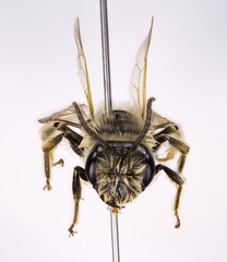 Andrena hilaris