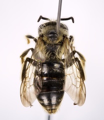 Andrena hilaris